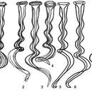 Image of Opisthocystis drobyshevae Timoshkin 2010