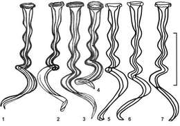 Image of Opisthocystis drobyshevae Timoshkin 2010