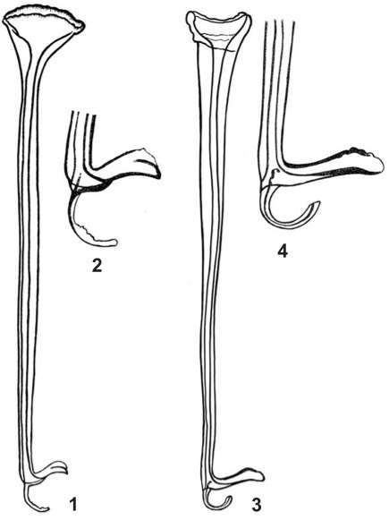 Image of Opisthocystis riegeri Timoshkin 2010