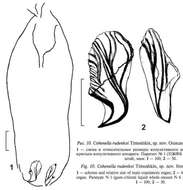 Слика од Cohenella rudenkoi Timoshkin 2010