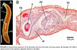 Image of Dendrocoelum