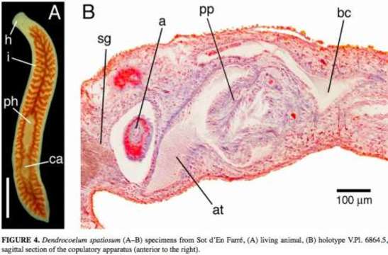 Image of Dendrocoelum