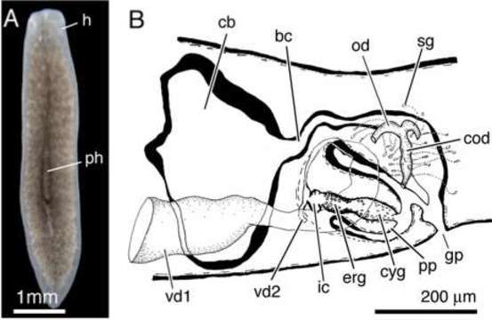 Image of Phagocata asymmetrica Vila-Farré & Sluys 2011