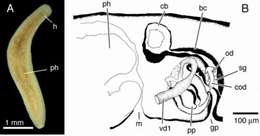 Image of Phagocata gallaeciae Vila-Farré & Sluys 2011