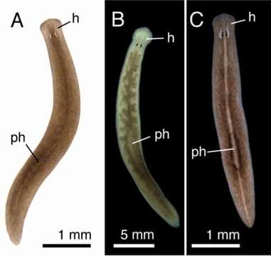 Image of Phagocata pyrenaica Vila-Farré & Sluys 2011