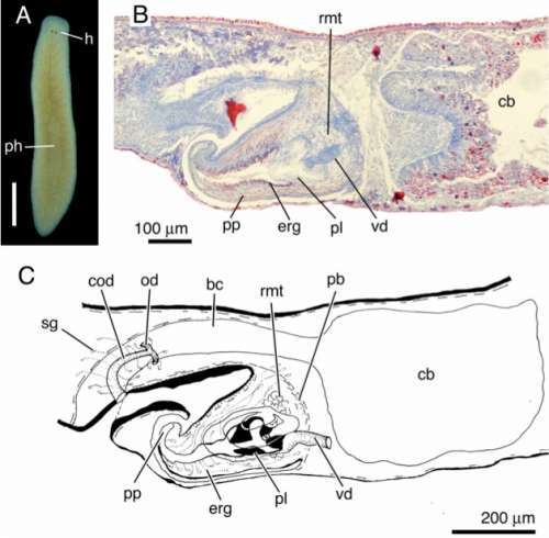 Image of Phagocata hellenica Vila-Farré & Sluys 2011