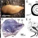 Image de Microplana robusta Vila-Farré & Sluys 2011