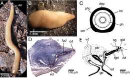 Image of Microplana robusta Vila-Farré & Sluys 2011