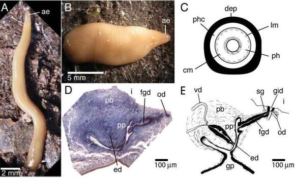 Image of Microplana robusta Vila-Farré & Sluys 2011