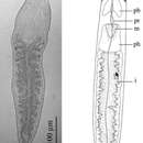 Sivun Stenostomum gotlandense Larsson & Willems 2010 kuva