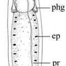 Sivun Stenostomum handoelense Larsson & Willems 2010 kuva