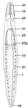 Image of Stenostomum handoelense Larsson & Willems 2010