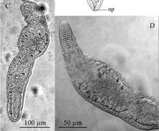 Image of Stenostomum handoelense Larsson & Willems 2010