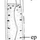 Image of Stenostomum steveoi Larsson & Willems 2010