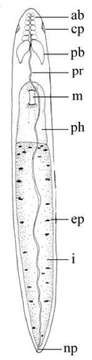 Image of Stenostomum steveoi Larsson & Willems 2010