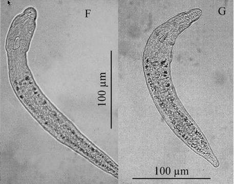 Image of Stenostomum steveoi Larsson & Willems 2010