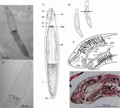 Image of Stenostomum heebuktense Larsson & Willems 2010