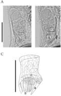 Image of Gieysztoria atalaya Brusa, Damborenea & Norena 2008