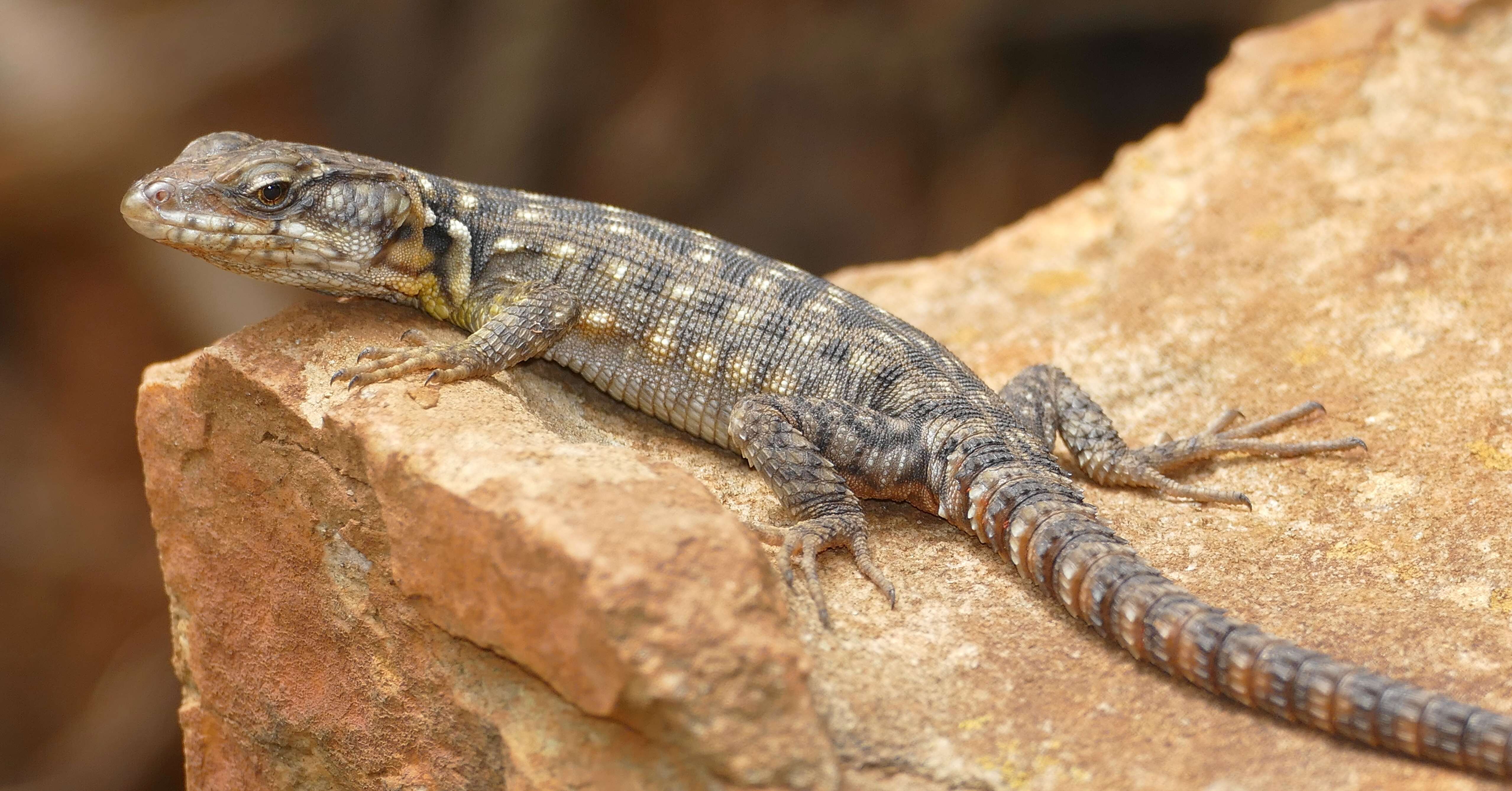 Image de Lézard des rochers du Drakensberg