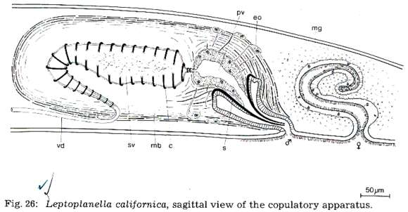 Image of Leptoplanella