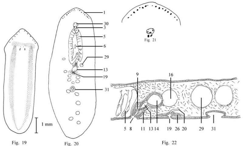 Image de Chromoplanidae