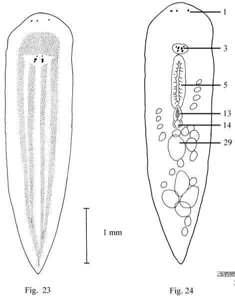 Image de Chromoplana kaikouris Holleman 2007