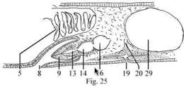 Image of Chromoplana kaikouris Holleman 2007