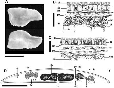 Image of Pleioplanidae