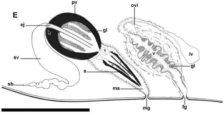 Image of Pleioplanidae