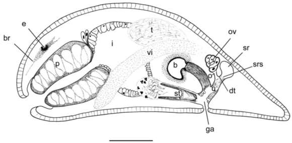 Image of Dalyellia callvucurai Damborenea, Brusa & Noreña 2007