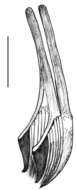 Dalyellia callvucurai Damborenea, Brusa & Noreña 2007的圖片