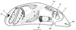 Gieysztoria namuncurai Damborenea, Brusa & Noreña 2007的圖片