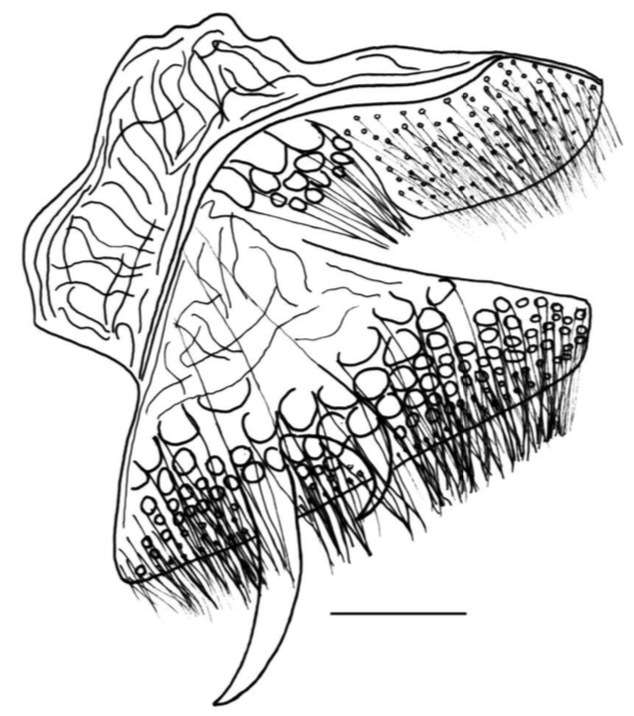 Gieysztoria namuncurai Damborenea, Brusa & Noreña 2007的圖片