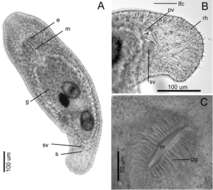 Image of Macrostomum platensis Adami, Damborenea & Ronderos 2012