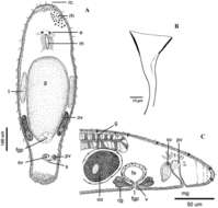 Sivun Macrostomum platensis Adami, Damborenea & Ronderos 2012 kuva