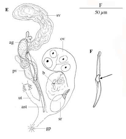 Image of Limipolycystis libra Artois, Willems & Schockaert 2012