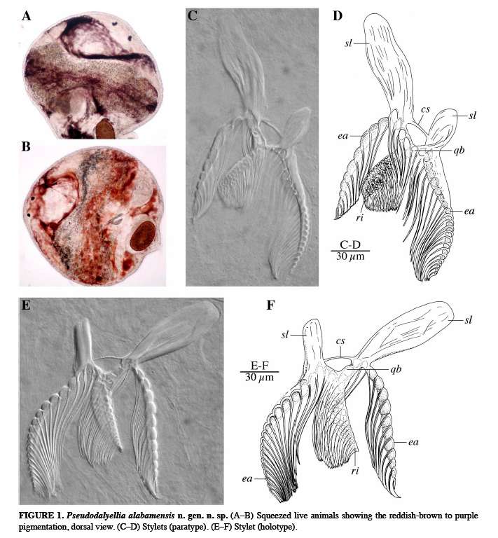 Image of Pseudodalyellia