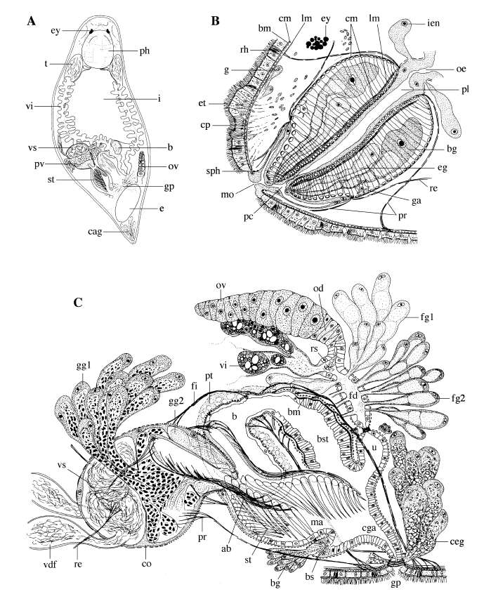 Image of Pseudodalyellia