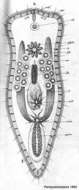 Image de Convoluta albomaculata (Pereyaslawzewa 1892)
