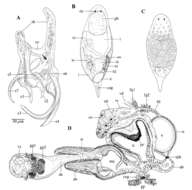 Gieysztoria garudae Van Steenkiste, Van Mulken & Artois 2012的圖片