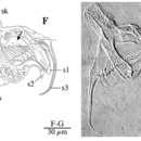 Image of Gieysztoria zuluensis Van Steenkiste & Artois 2012