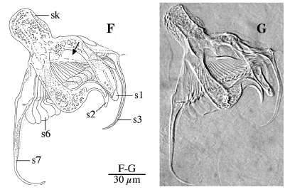 Image of Gieysztoria zuluensis Van Steenkiste & Artois 2012