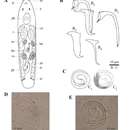 Imagem de Trigonostomum vanmecheleni Artois, Schockaert, Beenaerts & Reygel 2013