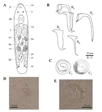 Image of Trigonostomum