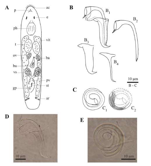 Image de Trigonostomum