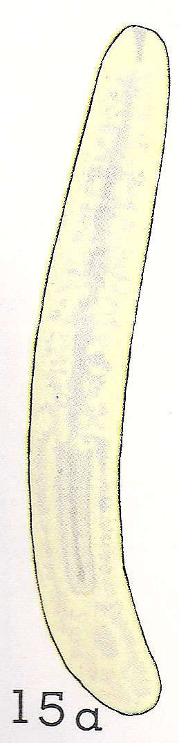 Image of (Sphalloplana) sp. (of Himeji)