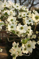 Image of flowering dogwood