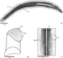 Pasipha brevilineata Leal-Zanchet, Rossi & Alvarenga 2012 resmi