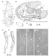 Image of Brunetorhynchus