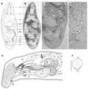 Image of Brunetorhynchus canariensis Schockaert, Janssen & Artois 2014